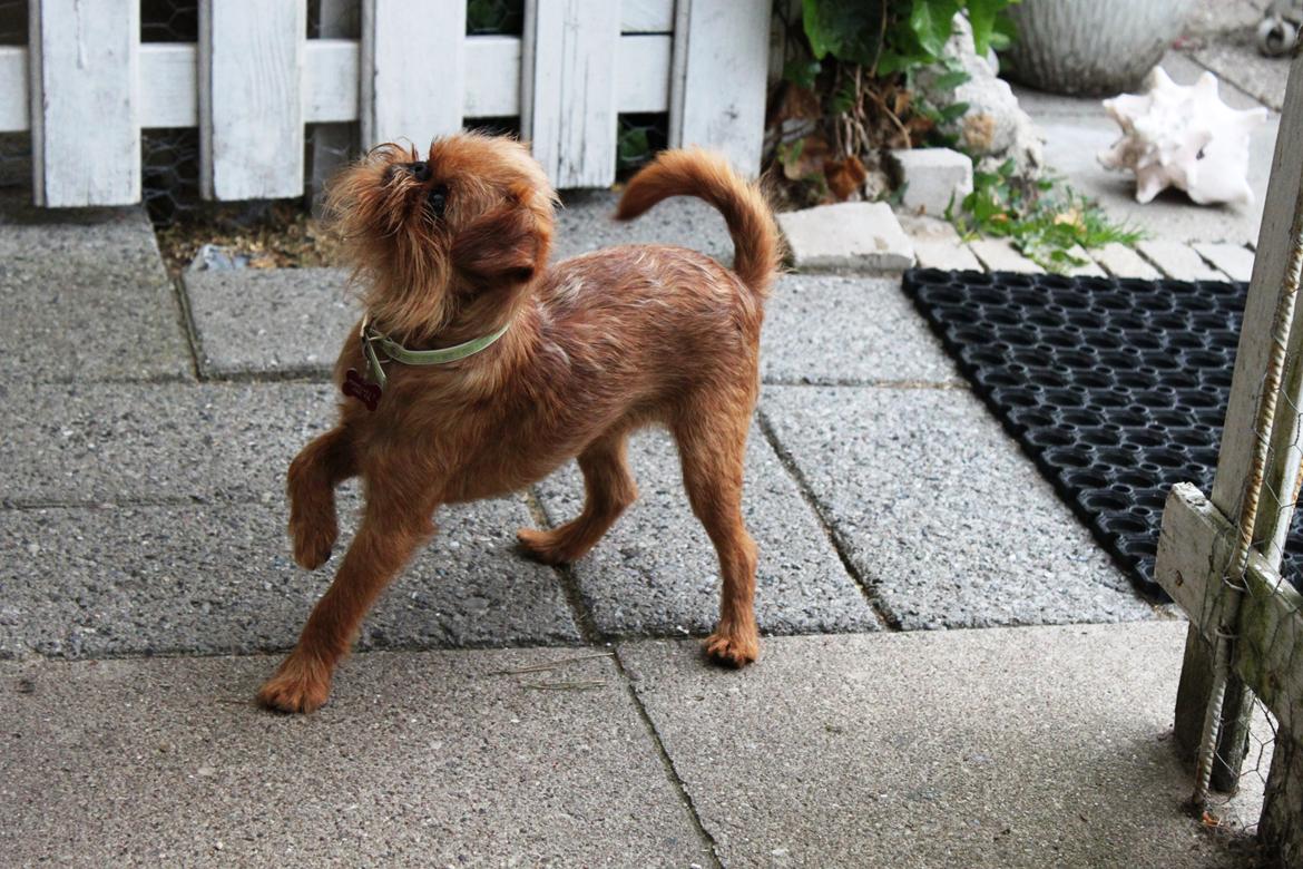 Griffon bruxellois Buti - kast så mit pivdyr billede 4