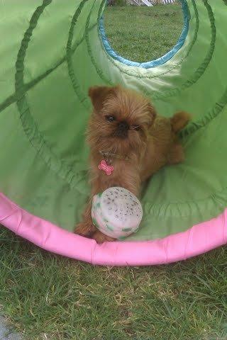 Griffon bruxellois Buti - Buti slapper af i skyggen med sin burger billede 5