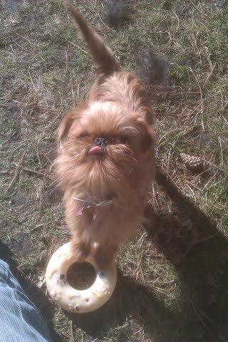 Griffon bruxellois Buti billede 7