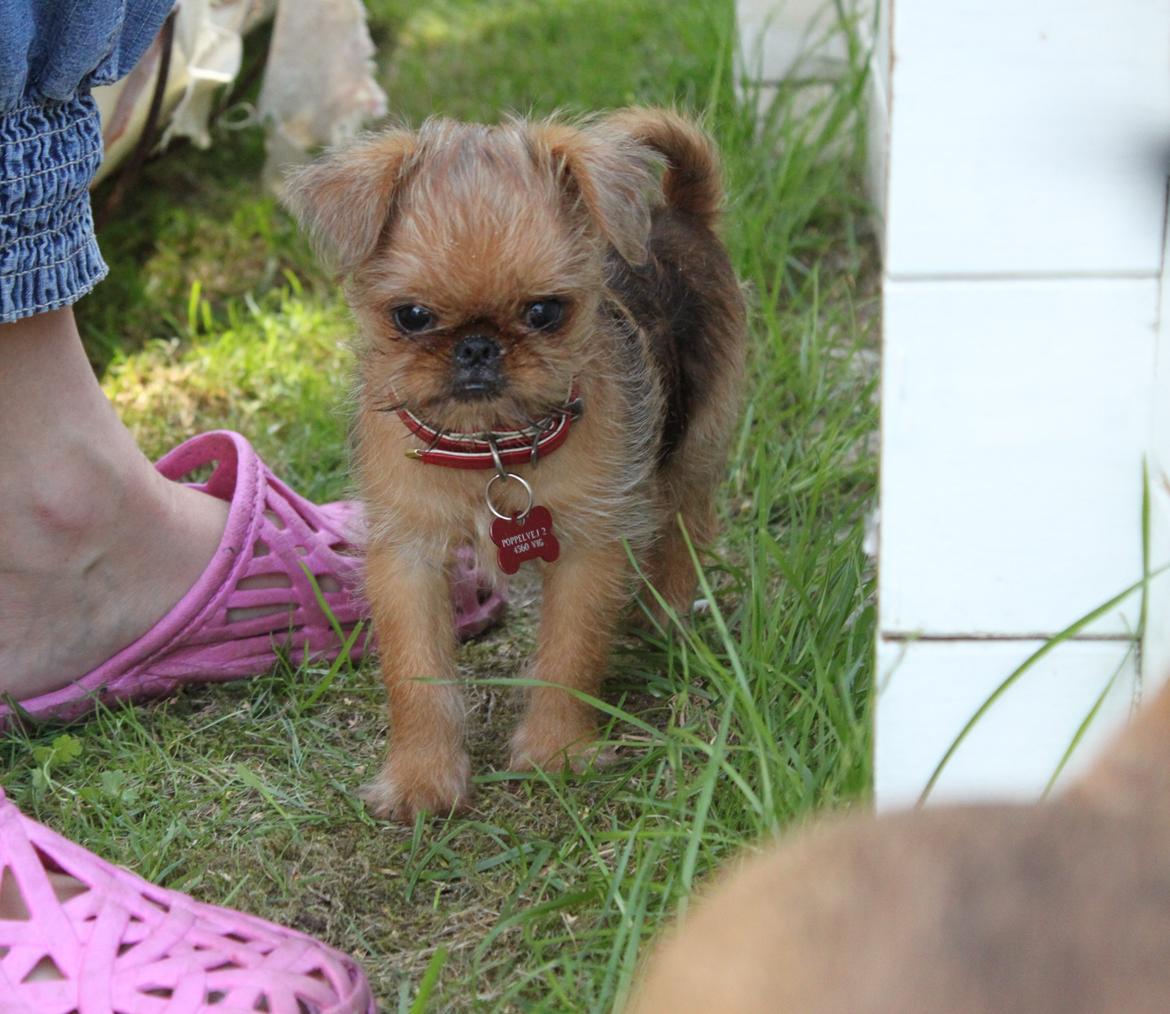 Griffon bruxellois Buti - Lille og yndig billede 8