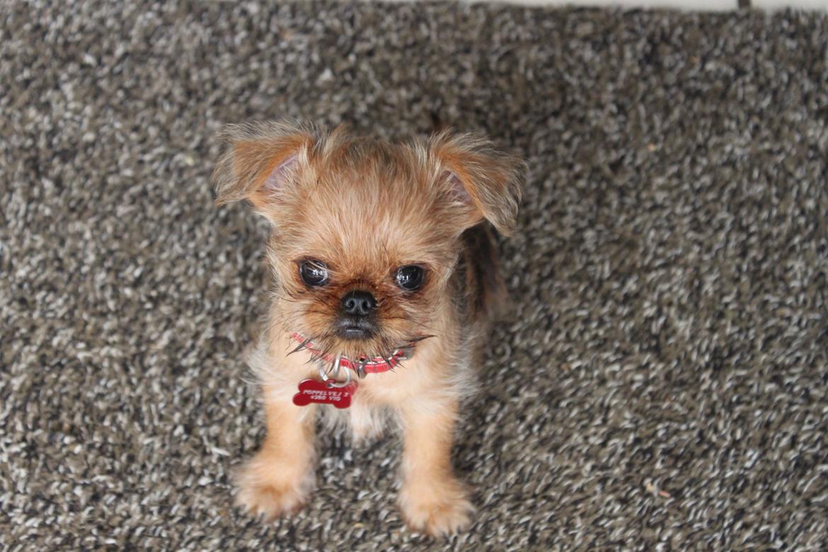 Griffon bruxellois Buti - Baby Buti billede 9