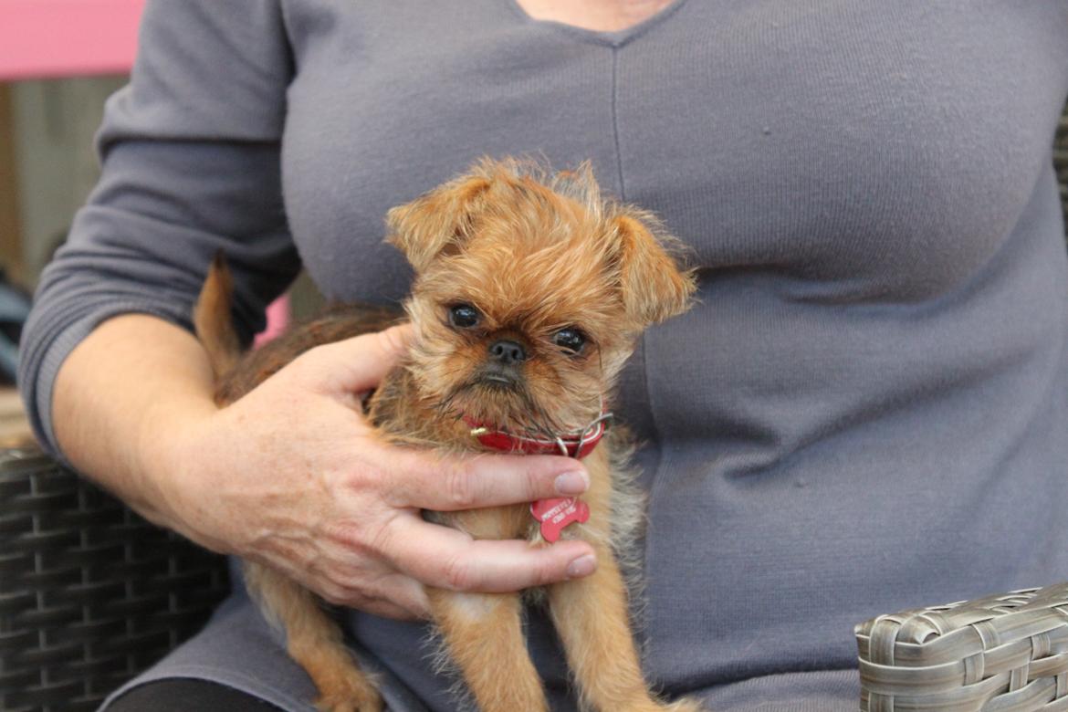 Griffon bruxellois Buti billede 10