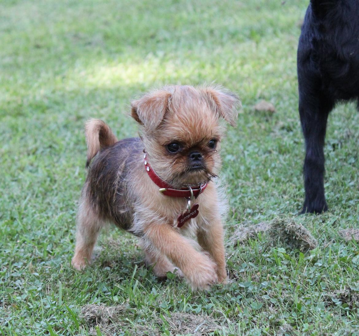 Griffon bruxellois Buti billede 11