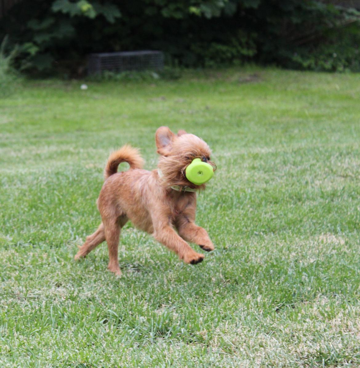 Griffon bruxellois Buti billede 12