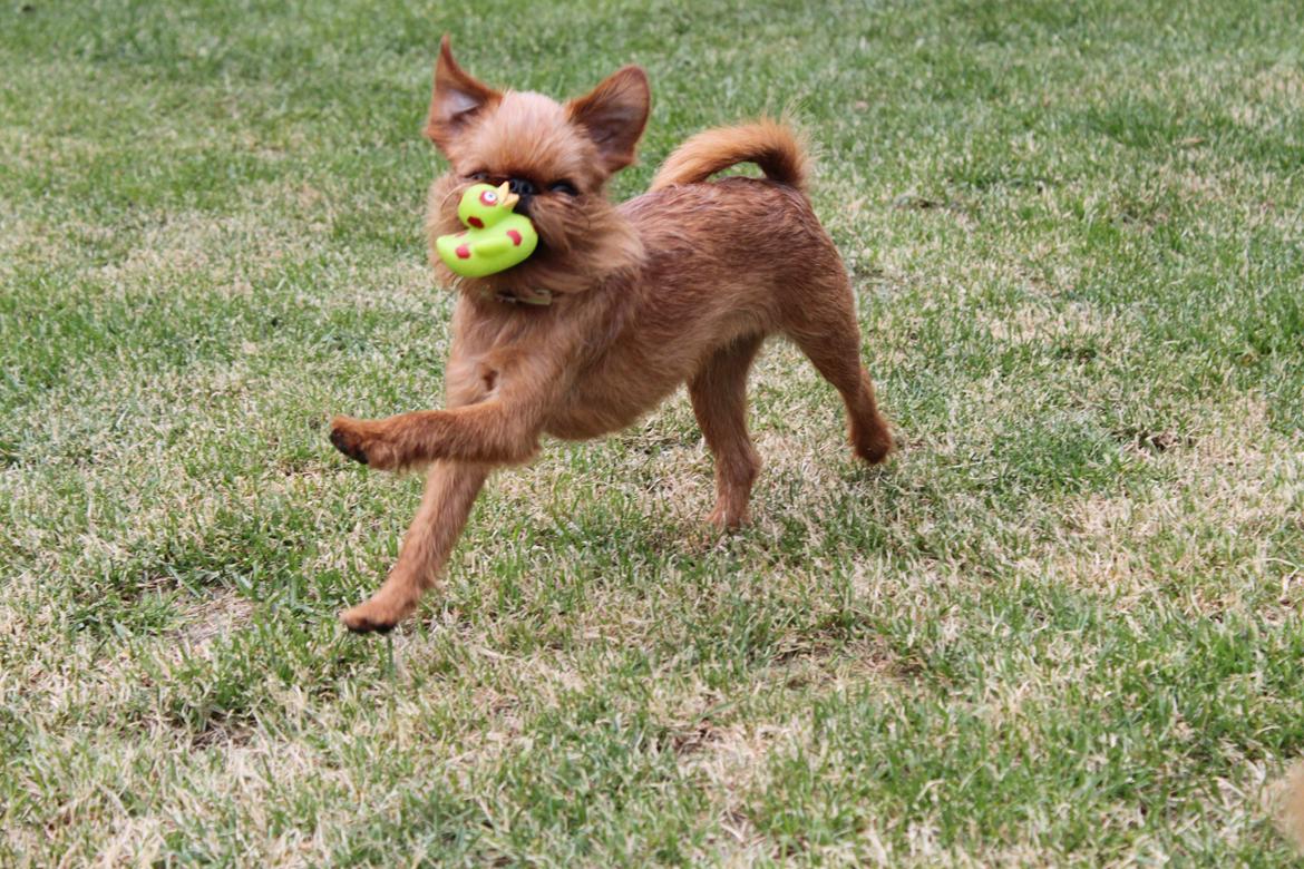 Griffon bruxellois Buti billede 13