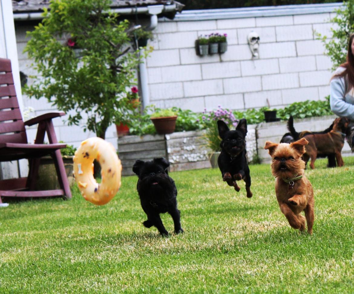 Griffon bruxellois Buti - Fuld fart over dem alle ;o) billede 14