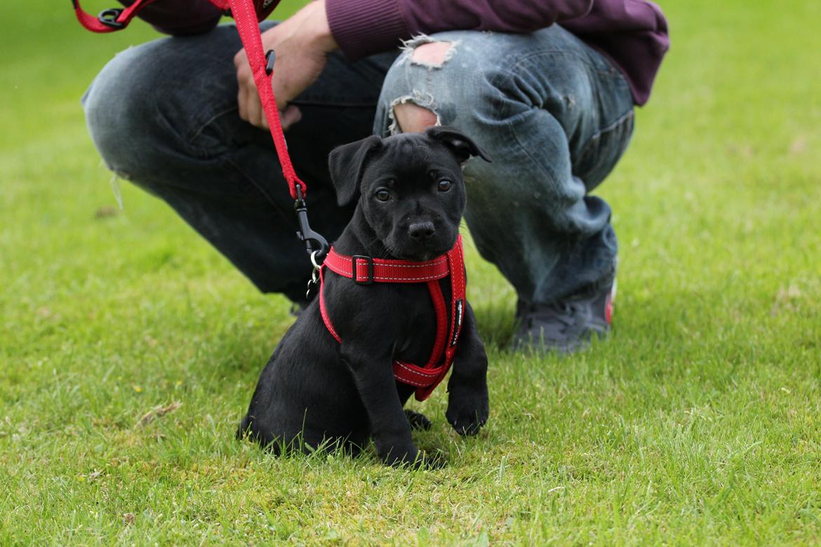 Staffordshire bull terrier Stakstons Carmagnola Rosso (Lucy) billede 1