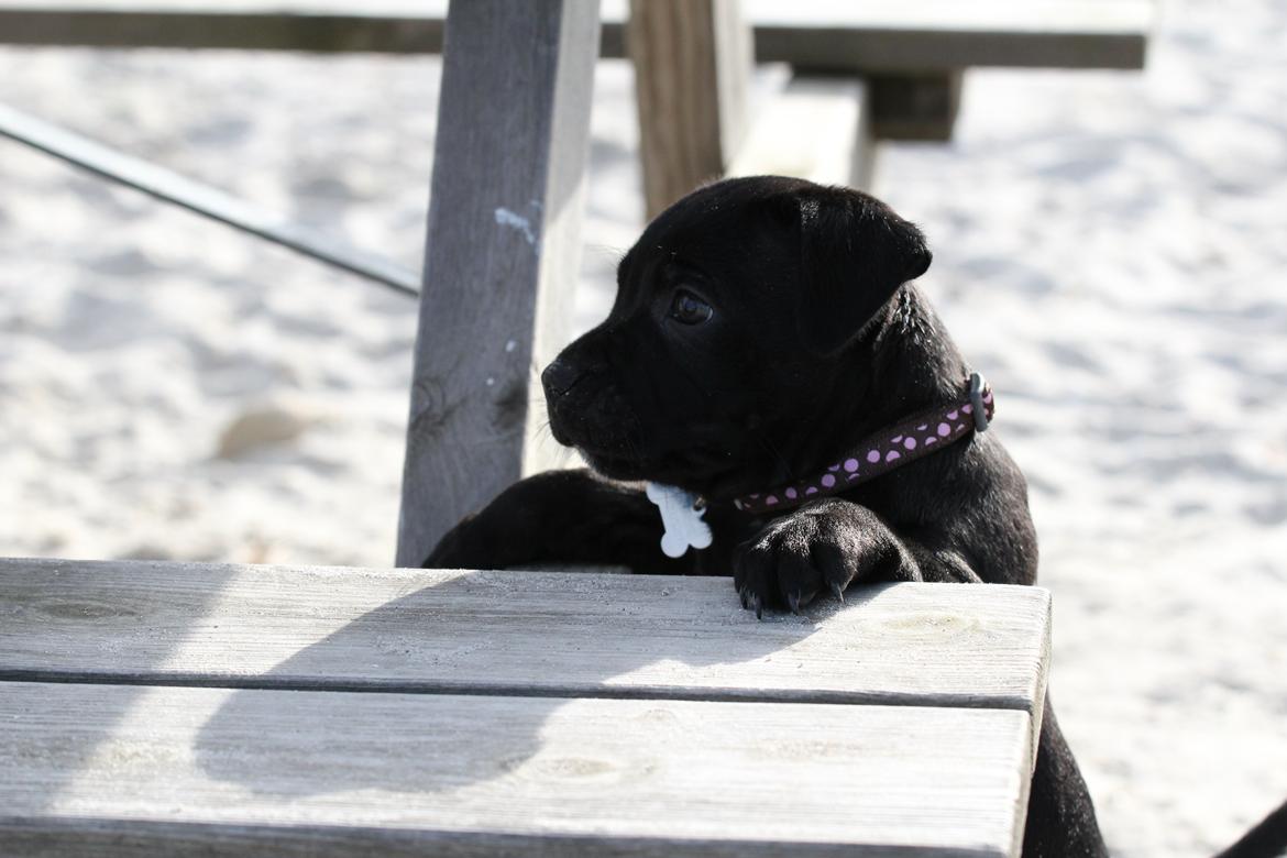 Staffordshire bull terrier Stakstons Carmagnola Rosso (Lucy) billede 2