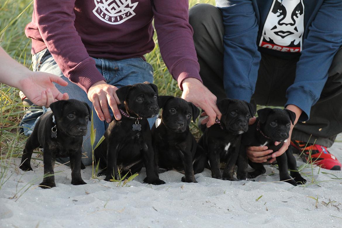 Staffordshire bull terrier Stakstons Carmagnola Rosso (Lucy) - Lucy nummer to fra venstre billede 3