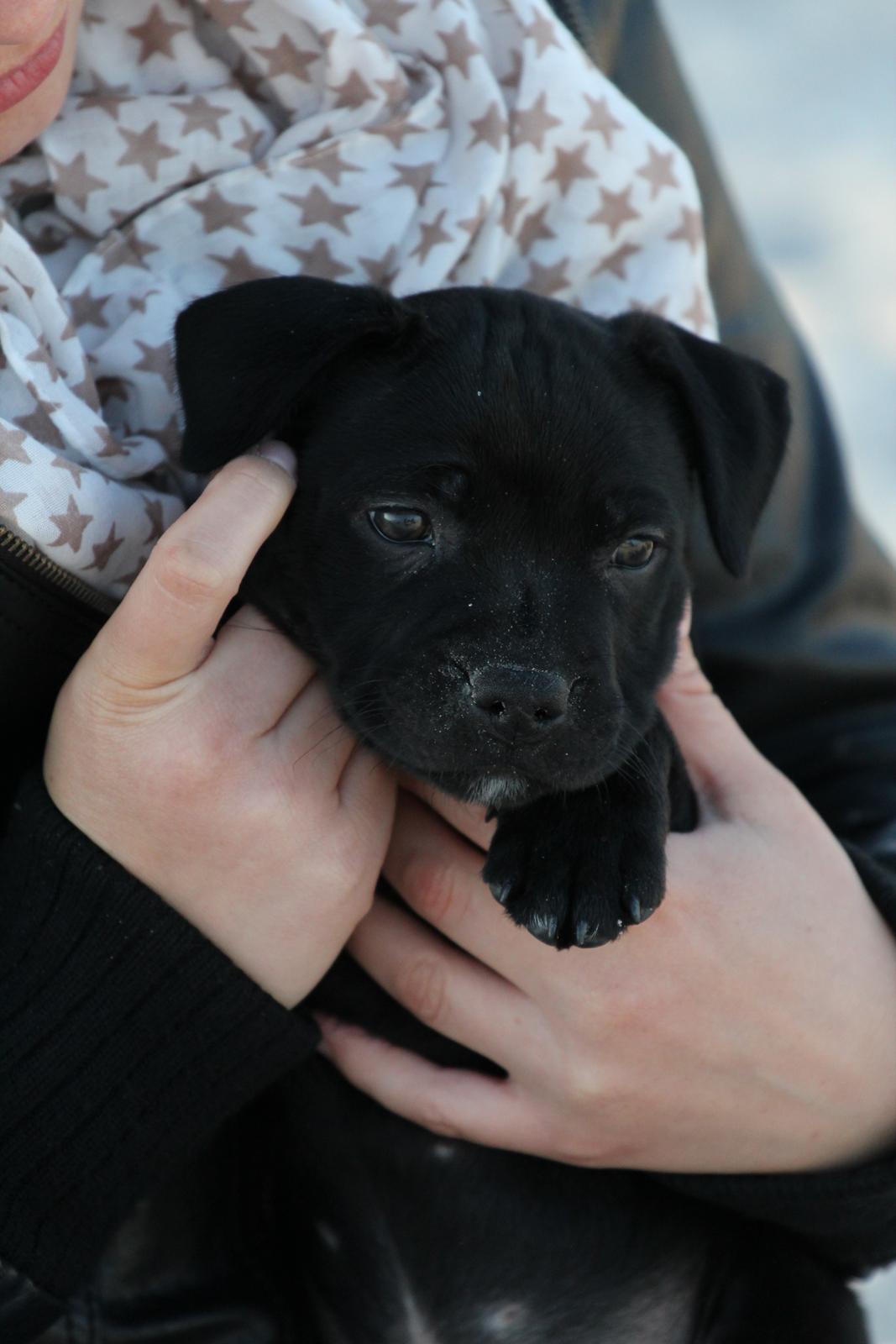 Staffordshire bull terrier Stakstons Carmagnola Rosso (Lucy) billede 4