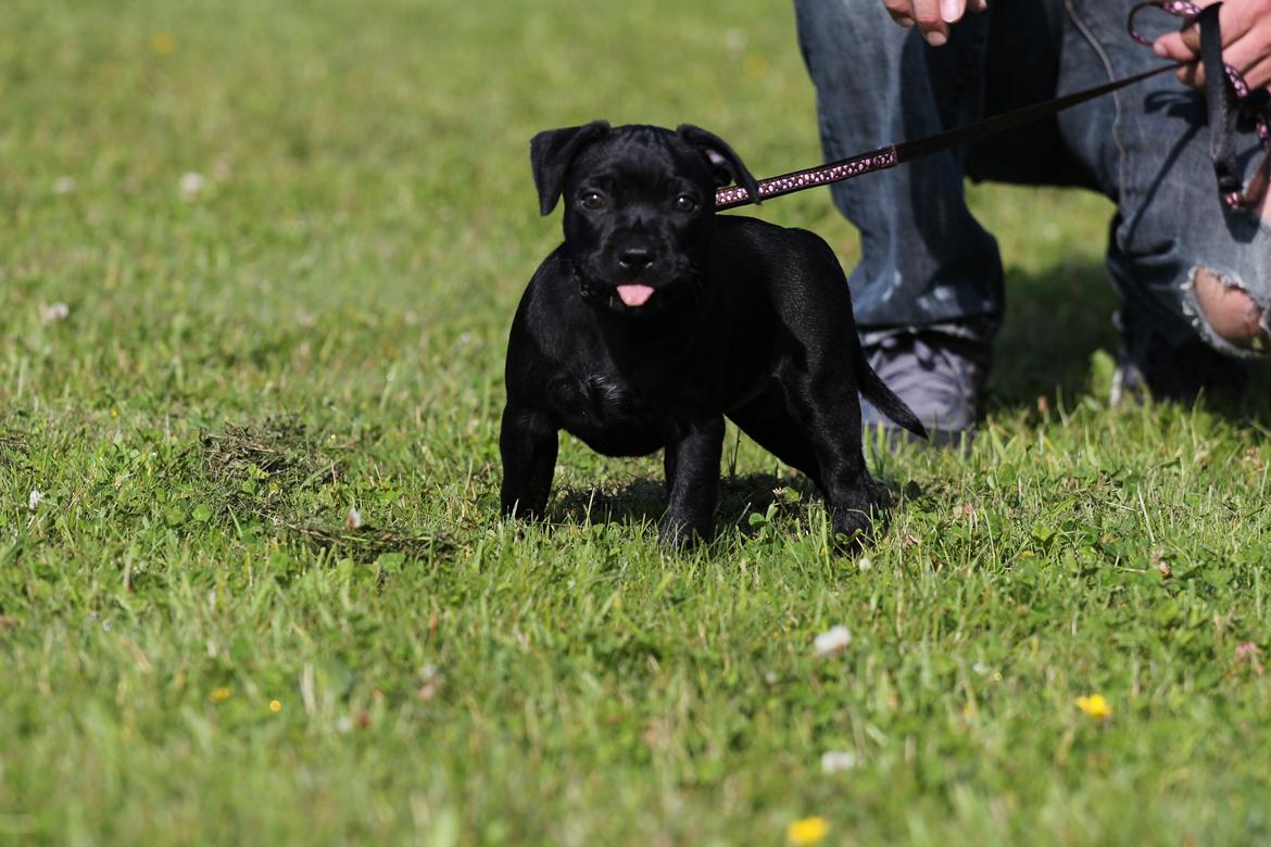 Staffordshire bull terrier Stakstons Carmagnola Rosso (Lucy) billede 5