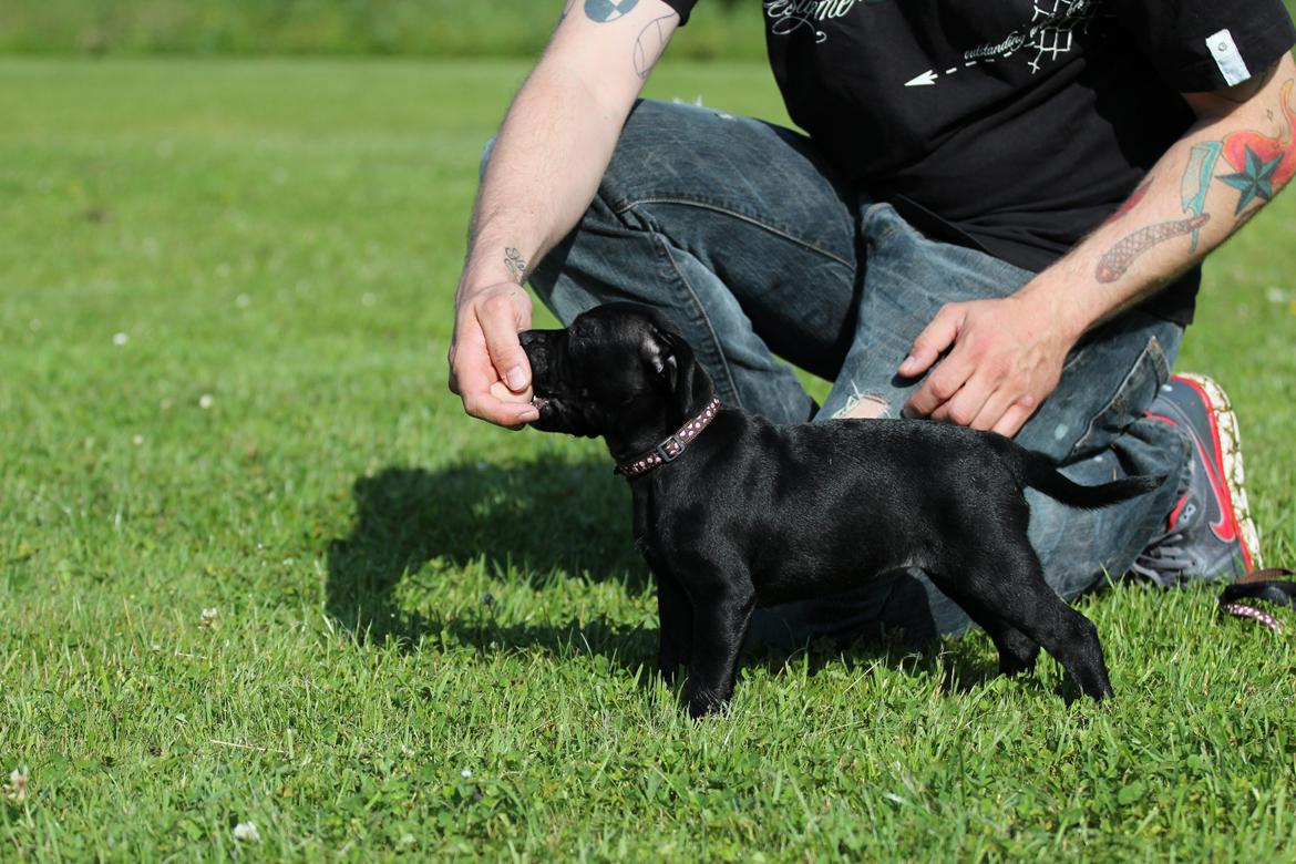 Staffordshire bull terrier Stakstons Carmagnola Rosso (Lucy) billede 6