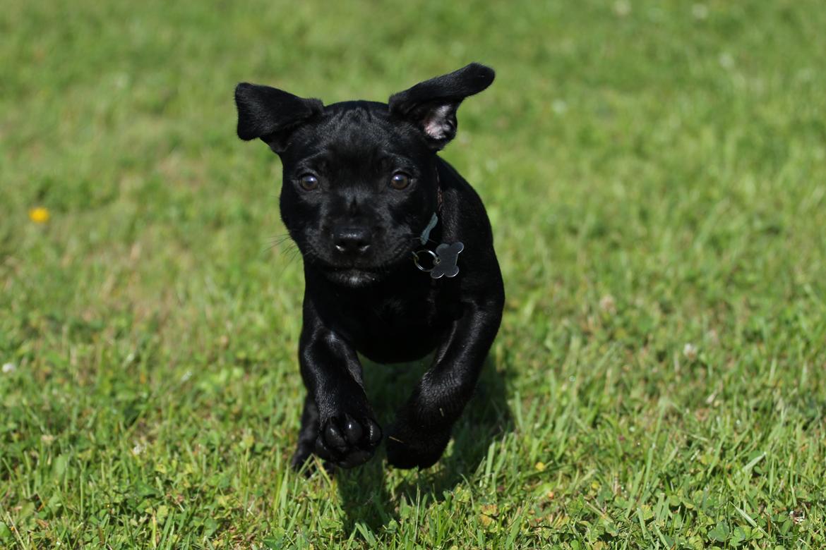 Staffordshire bull terrier Stakstons Carmagnola Rosso (Lucy) billede 7