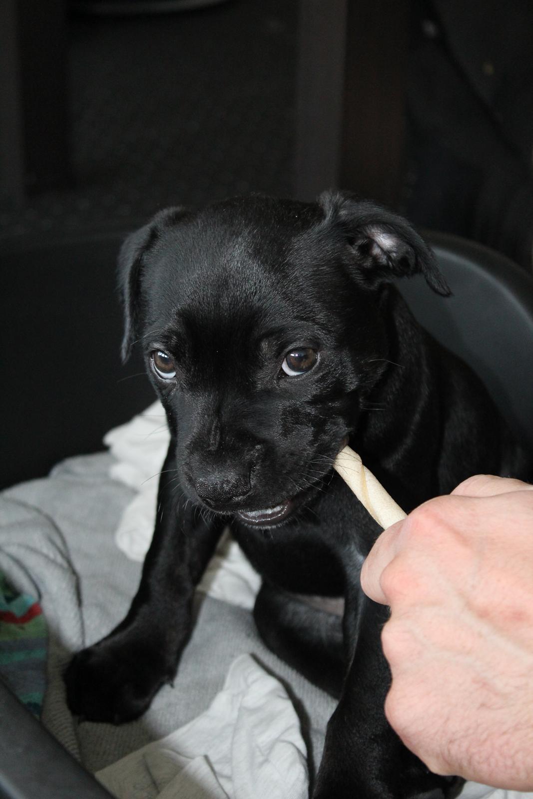 Staffordshire bull terrier Stakstons Carmagnola Rosso (Lucy) billede 8