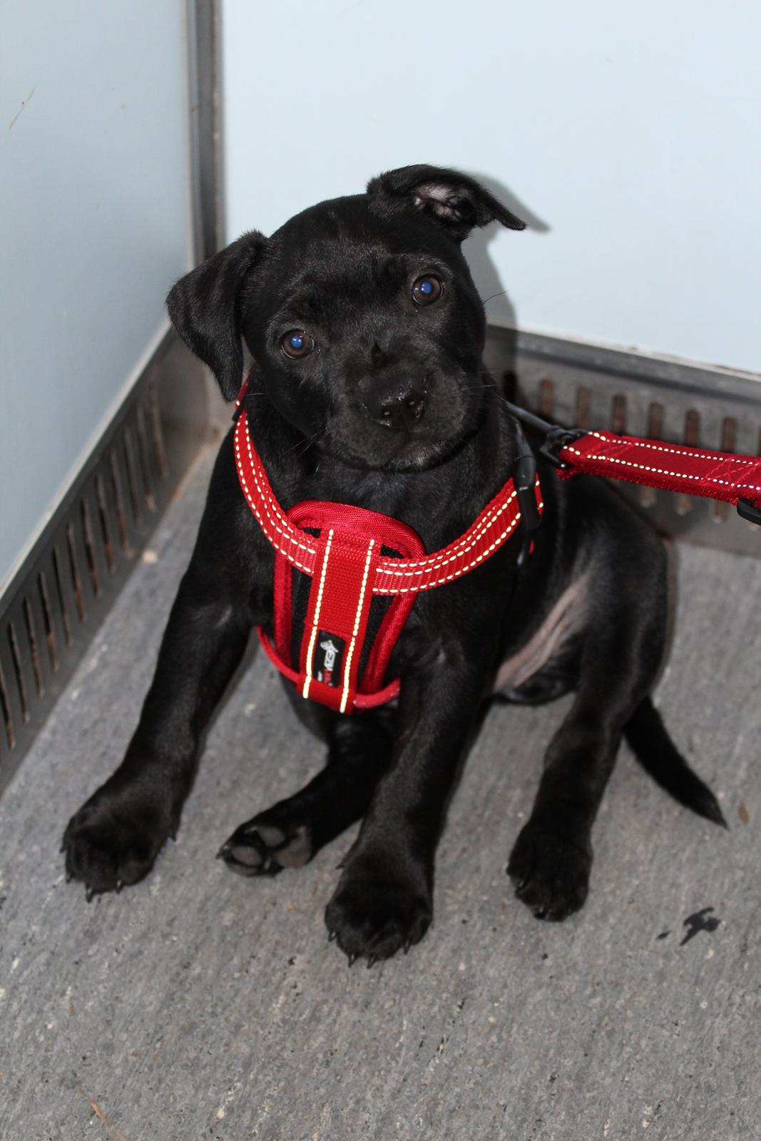 Staffordshire bull terrier Stakstons Carmagnola Rosso (Lucy) billede 9