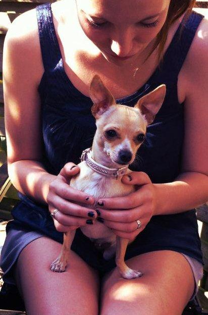 Chihuahua Cindy billede 6