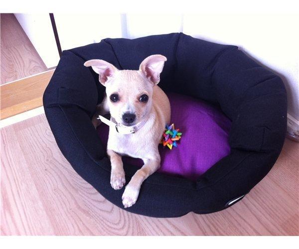 Chihuahua Cindy billede 7