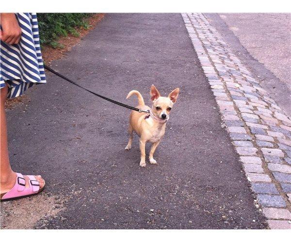 Chihuahua Cindy billede 8