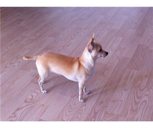 Chihuahua Cindy billede 9