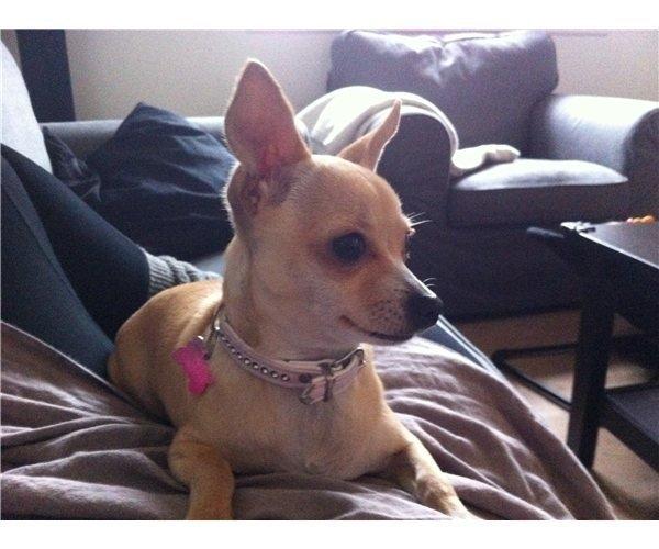 Chihuahua Cindy billede 10