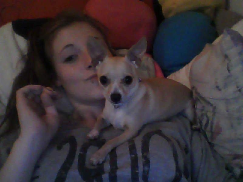 Chihuahua Cindy billede 11