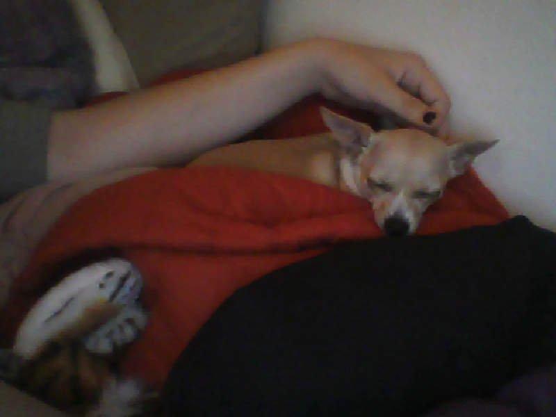 Chihuahua Cindy billede 12