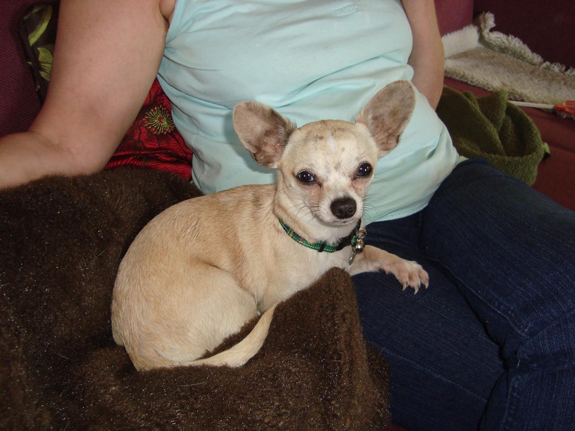 Chihuahua Kessler billede 2