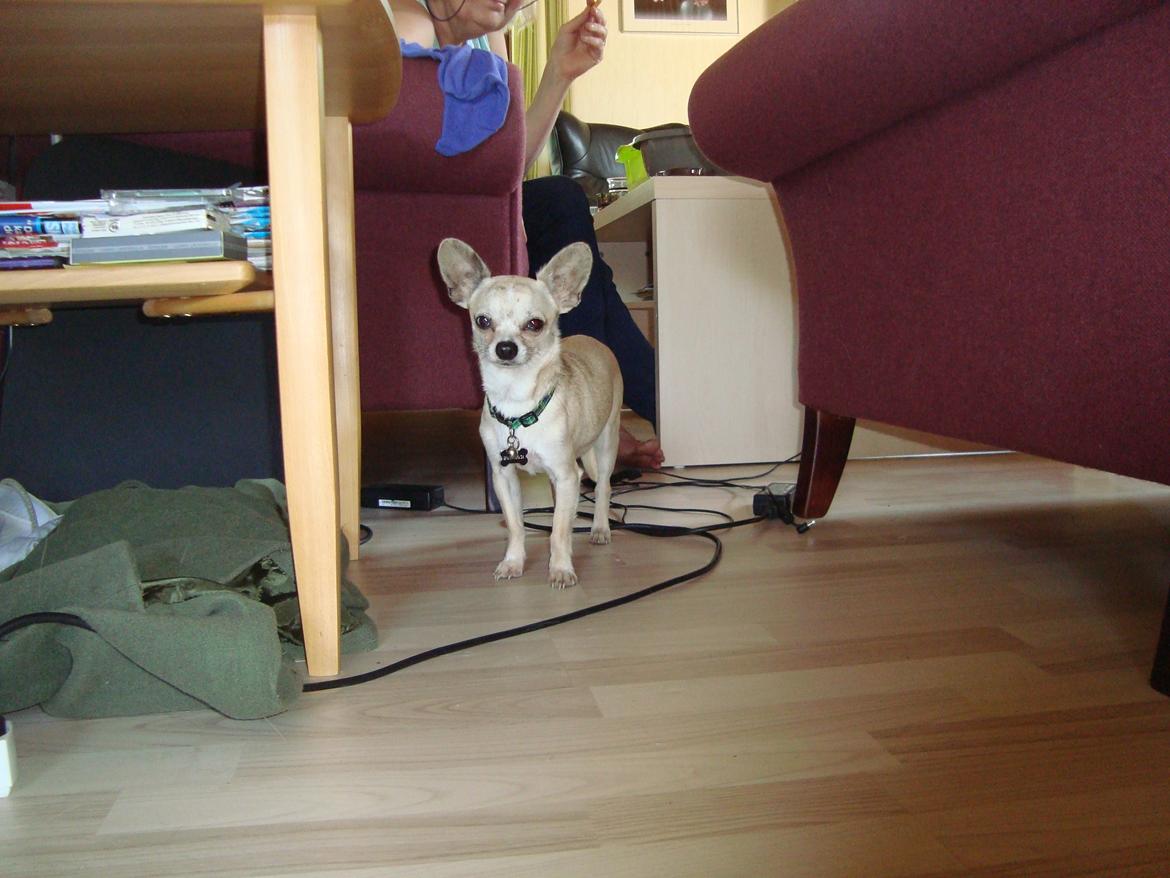 Chihuahua Kessler billede 3