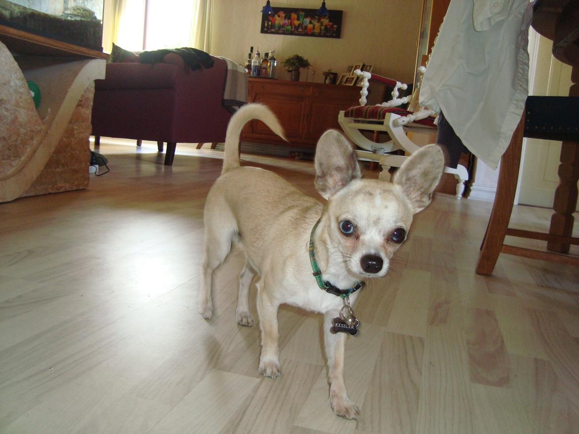 Chihuahua Kessler billede 4
