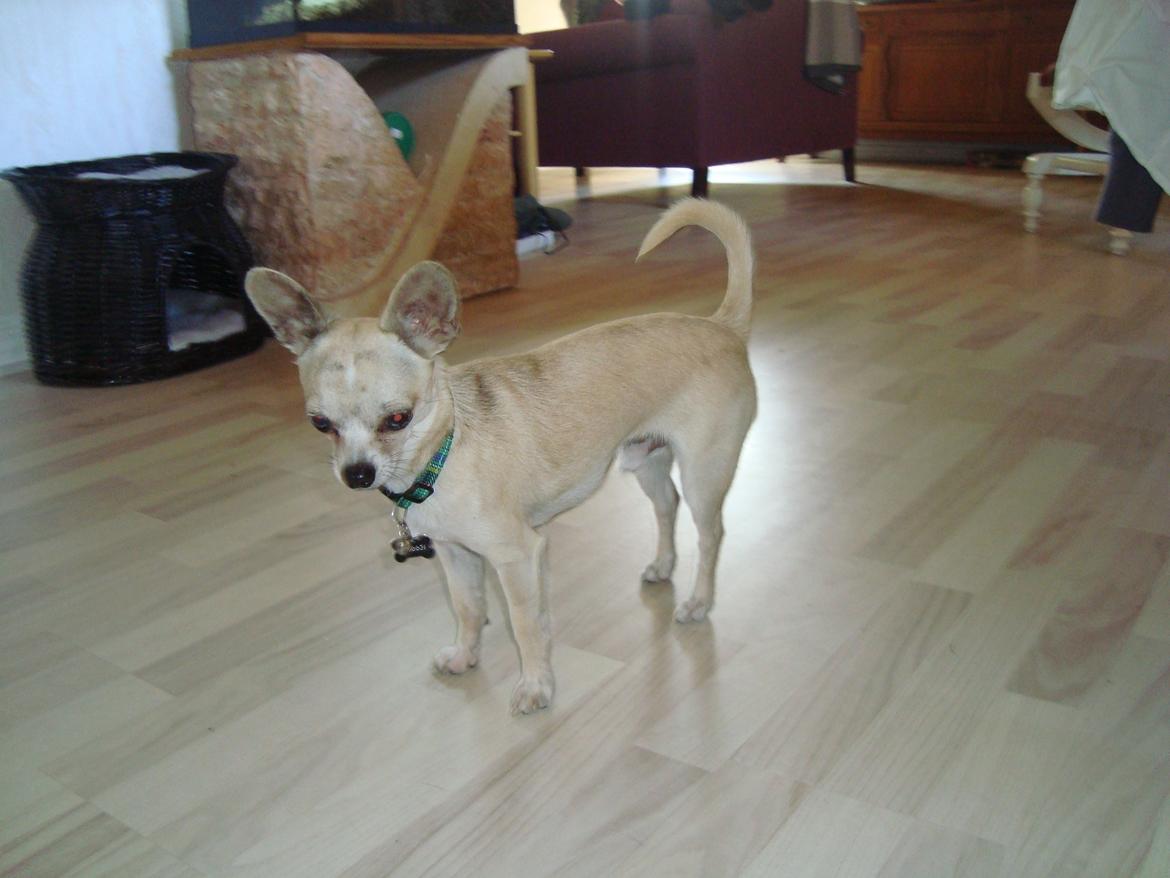Chihuahua Kessler billede 5