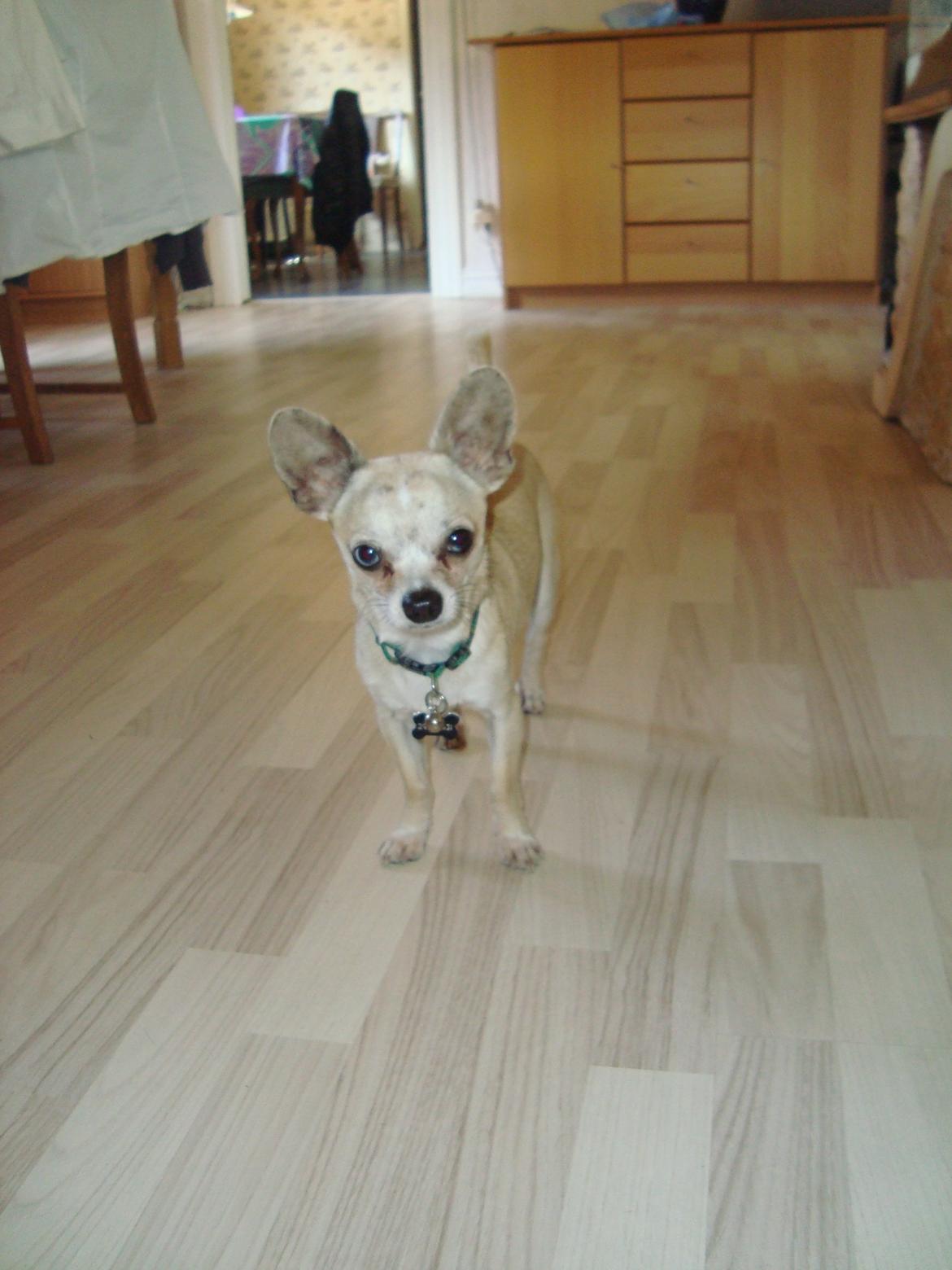 Chihuahua Kessler billede 6