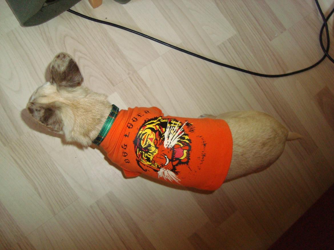 Chihuahua Kessler billede 7