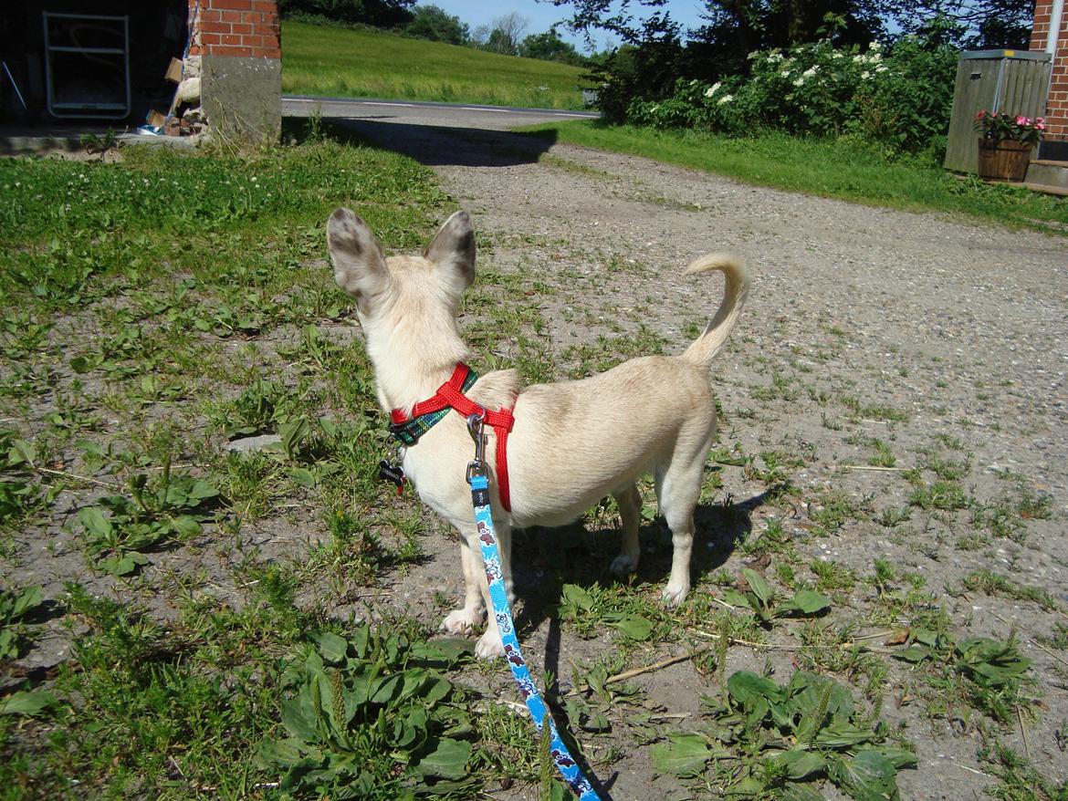 Chihuahua Kessler billede 8
