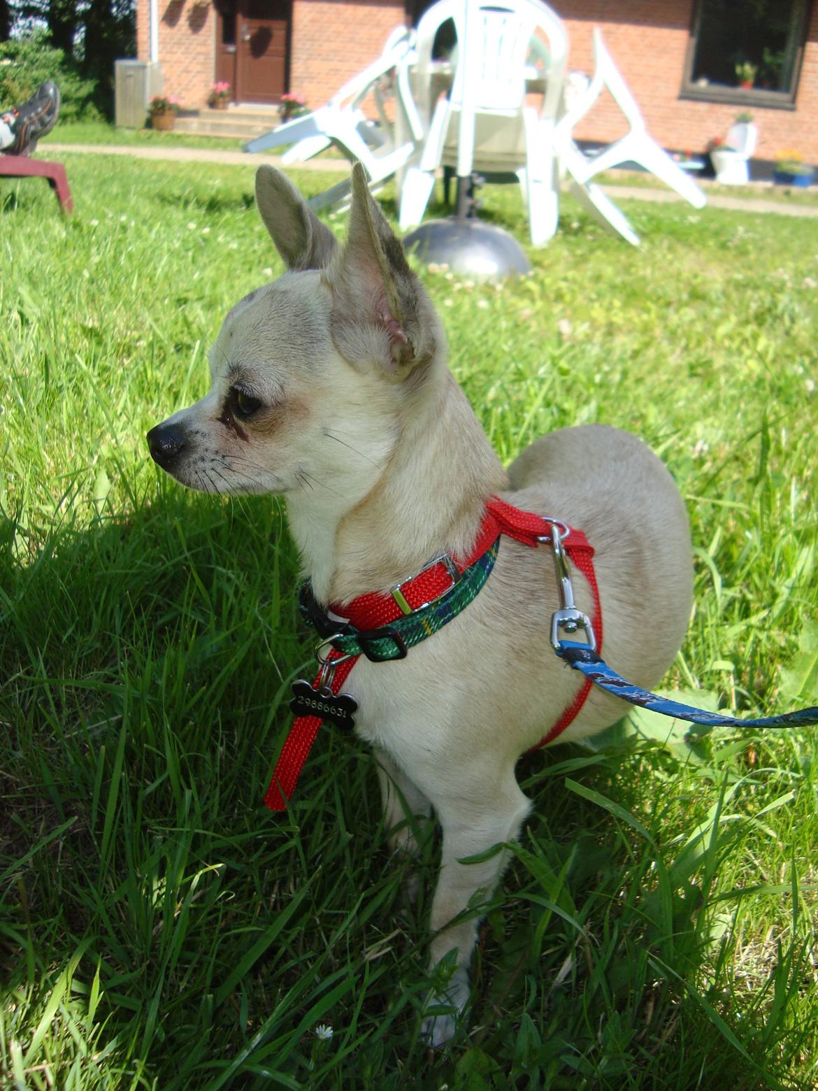 Chihuahua Kessler billede 9