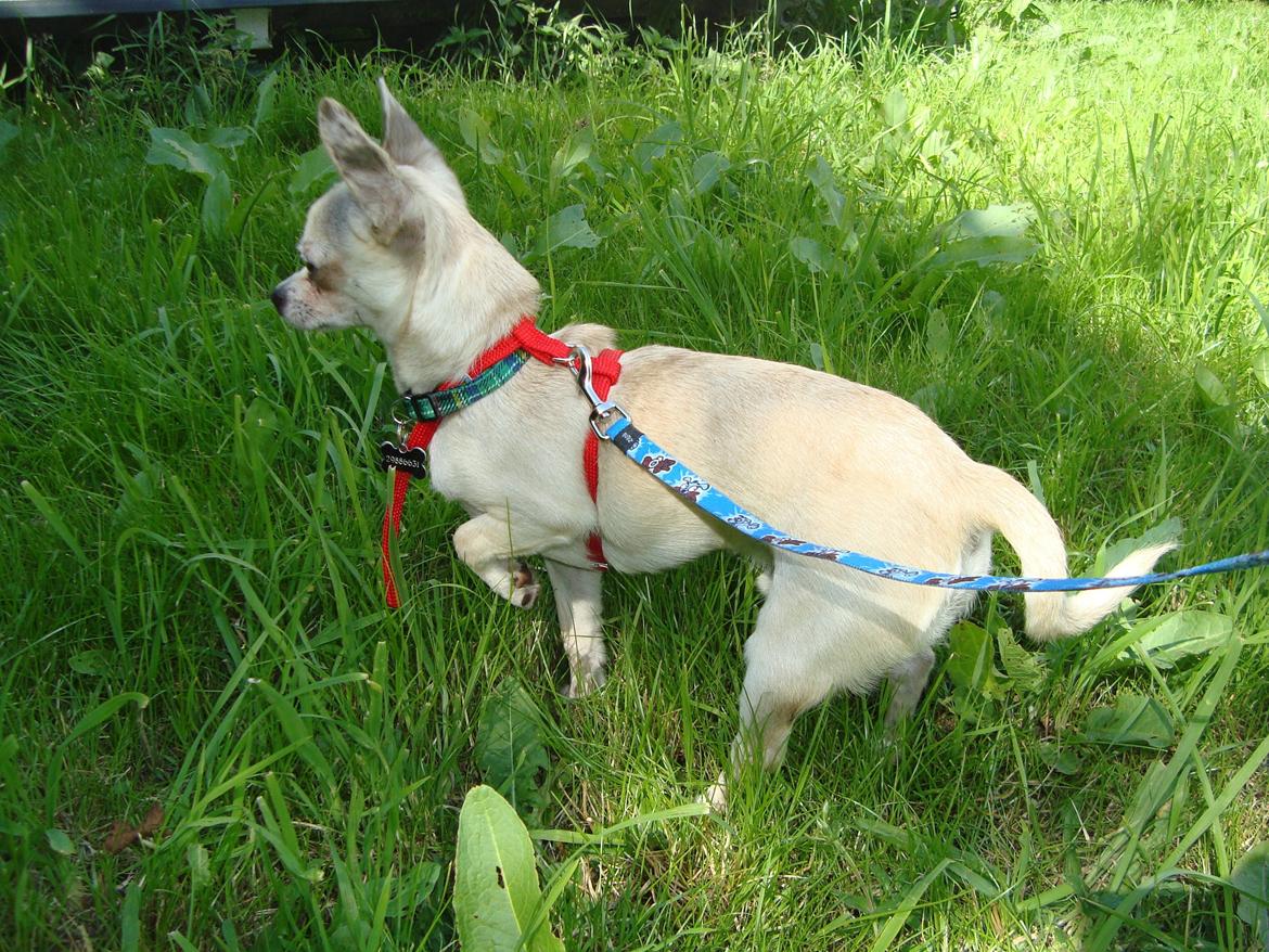 Chihuahua Kessler billede 10