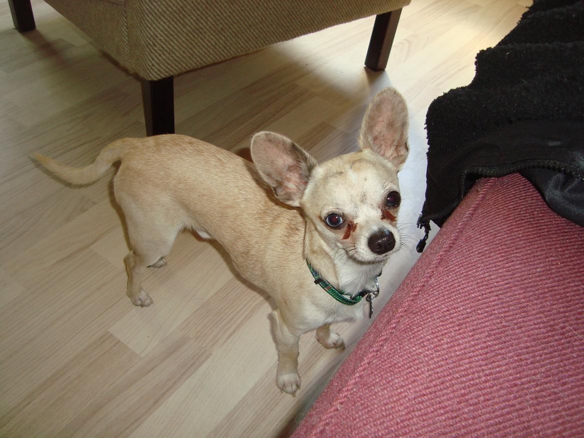 Chihuahua Kessler billede 11
