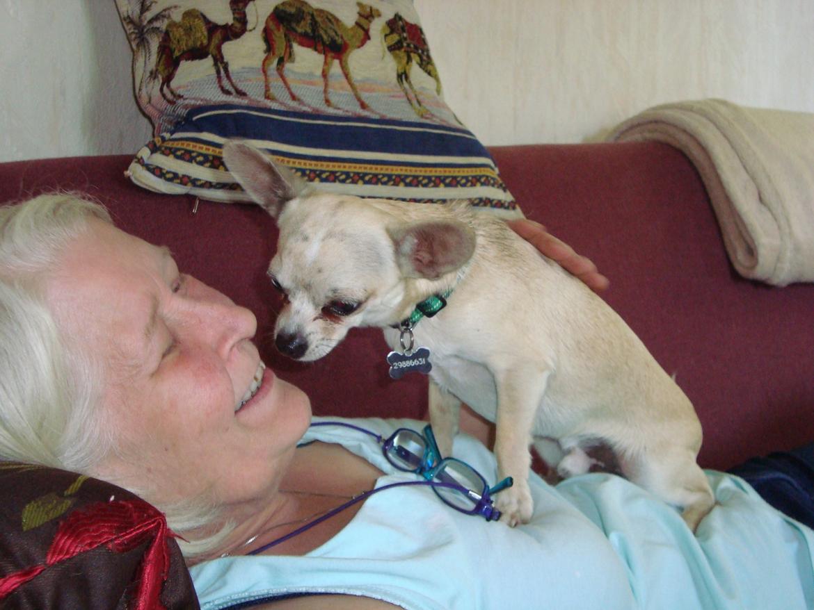 Chihuahua Kessler billede 12