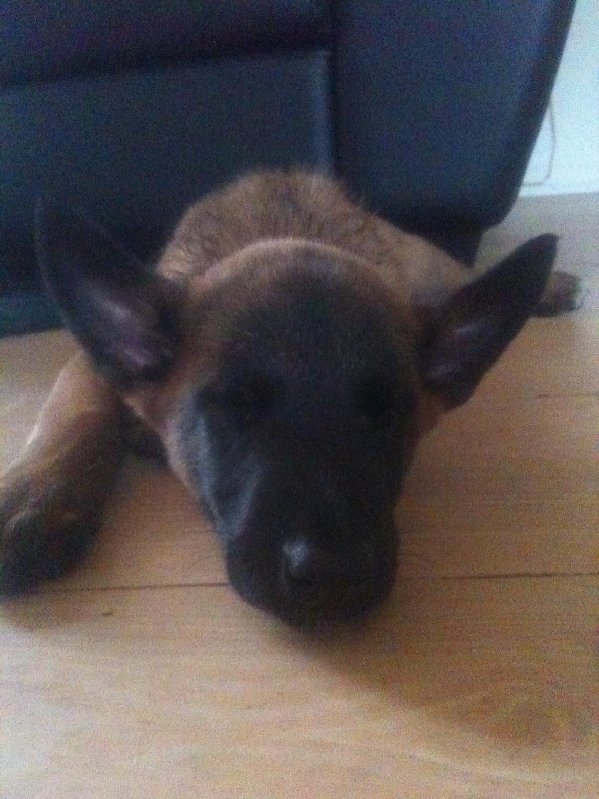 Malinois D-j ( Zerberuzdk.dk ) billede 3