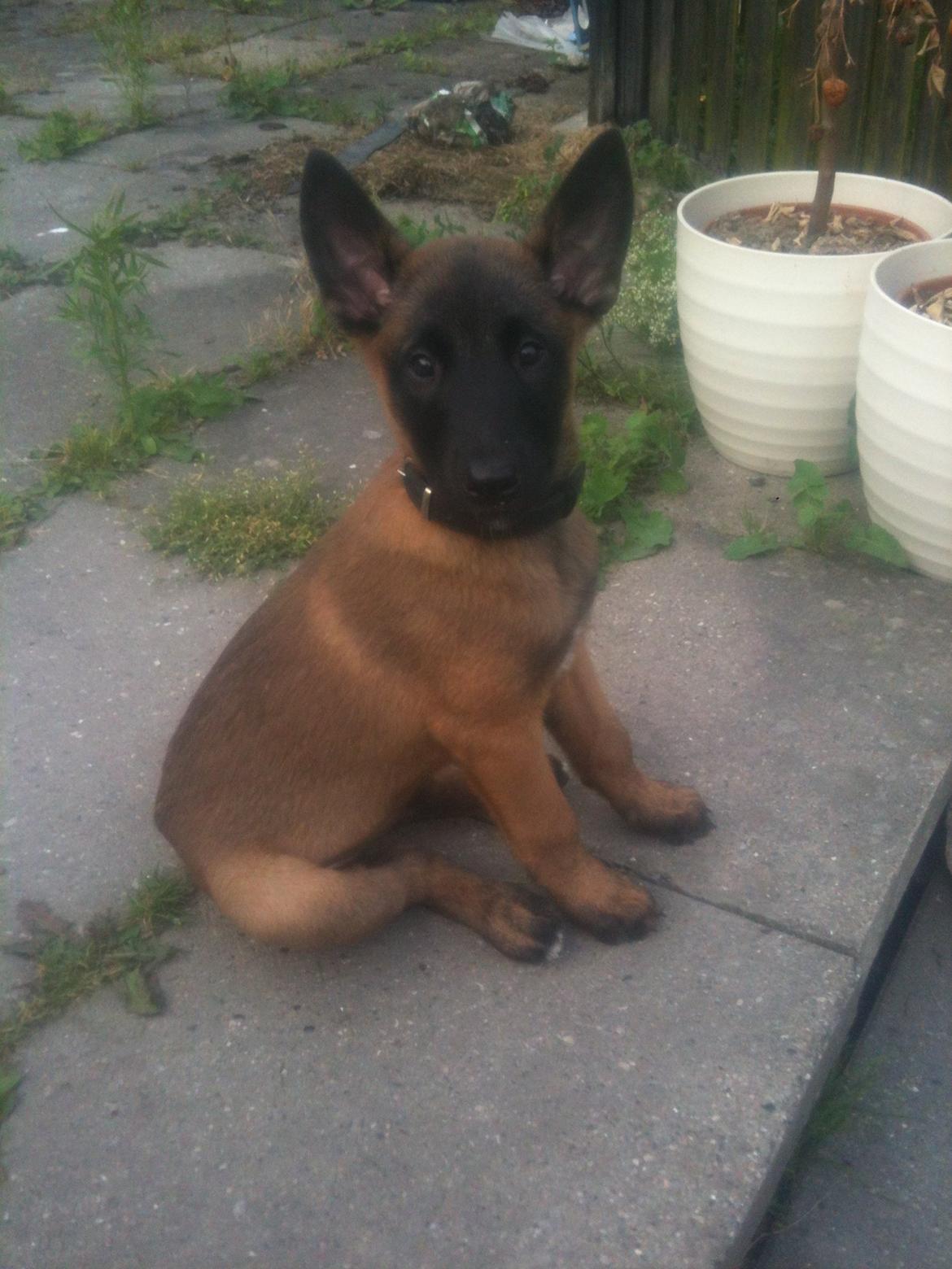 Malinois D-j ( Zerberuzdk.dk ) billede 4