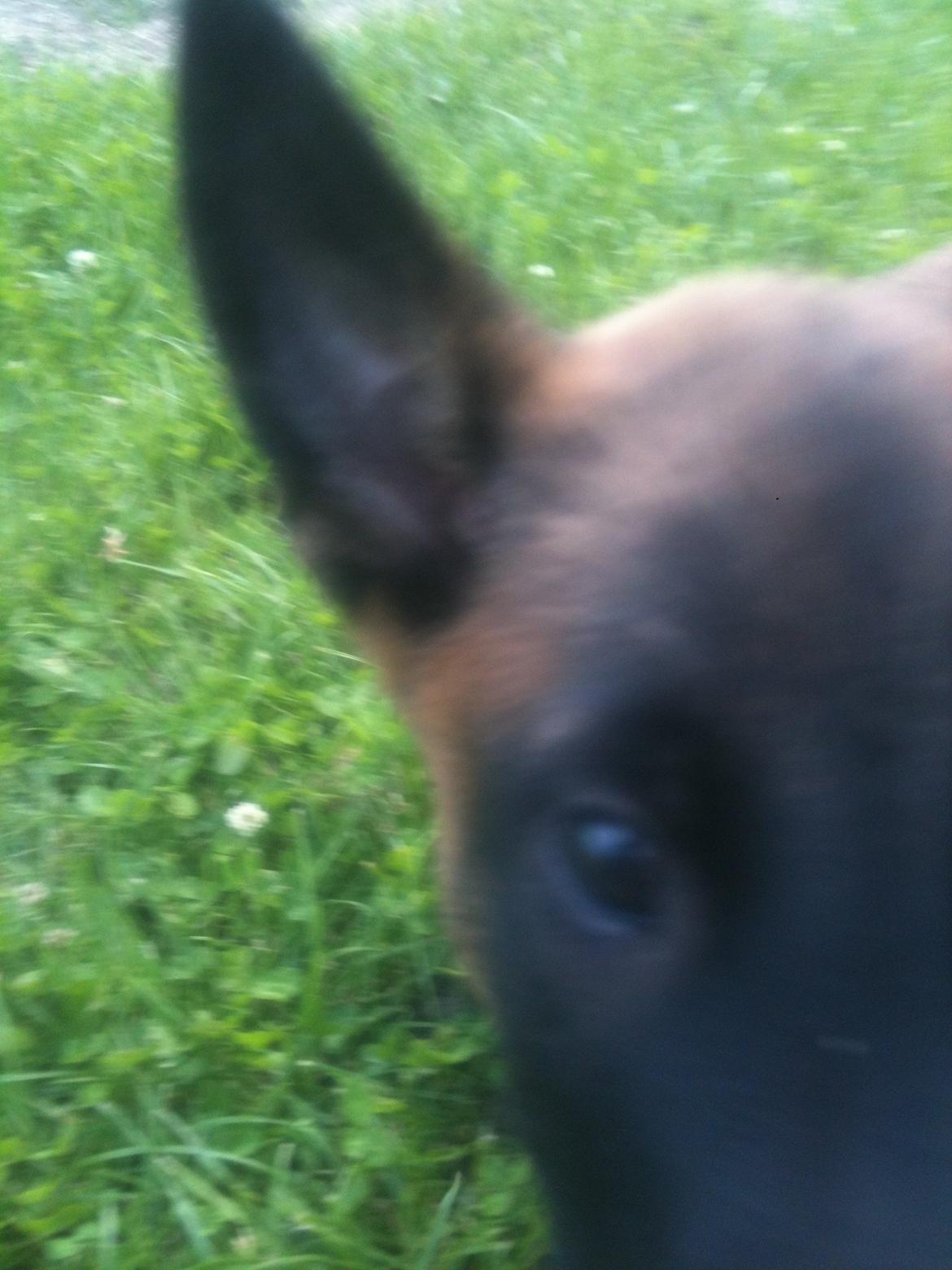 Malinois D-j ( Zerberuzdk.dk ) billede 5