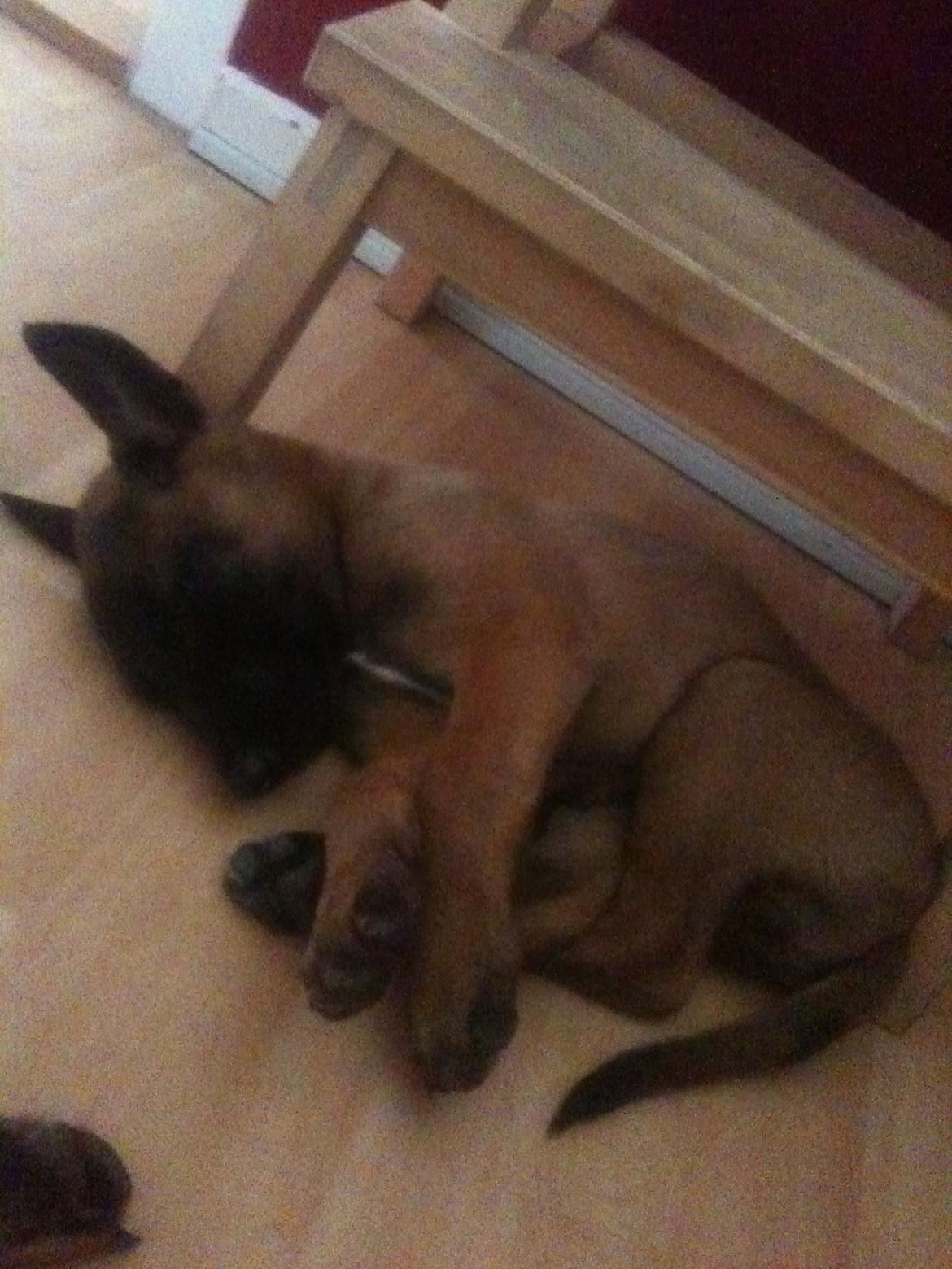 Malinois D-j ( Zerberuzdk.dk ) billede 6