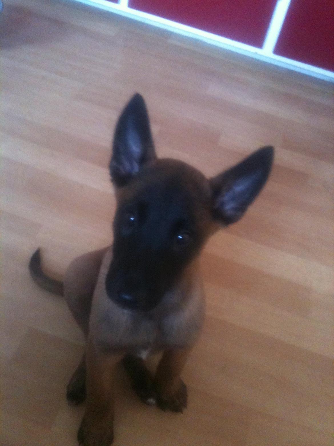 Malinois D-j ( Zerberuzdk.dk ) billede 7