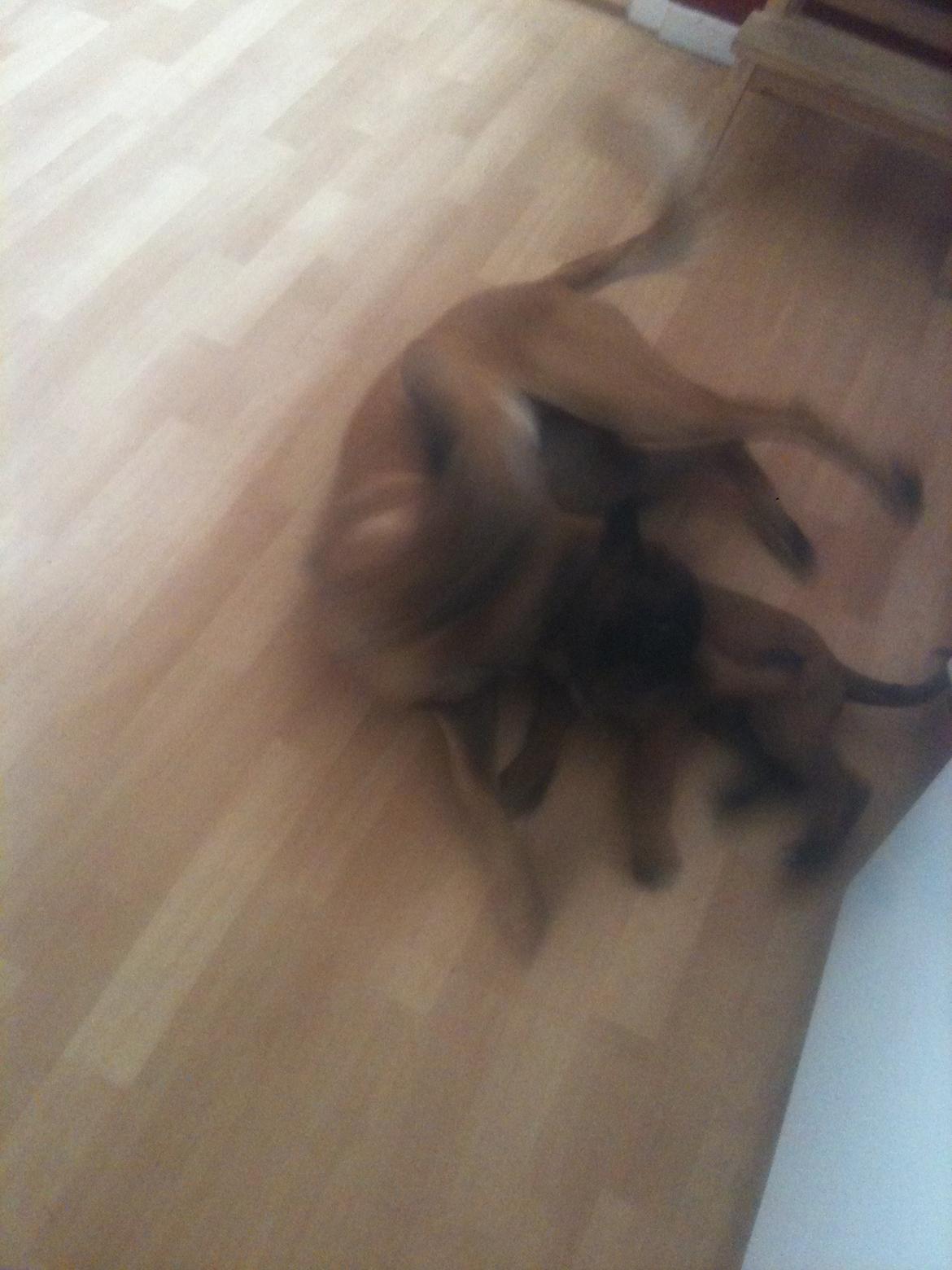 Malinois D-j ( Zerberuzdk.dk ) billede 8