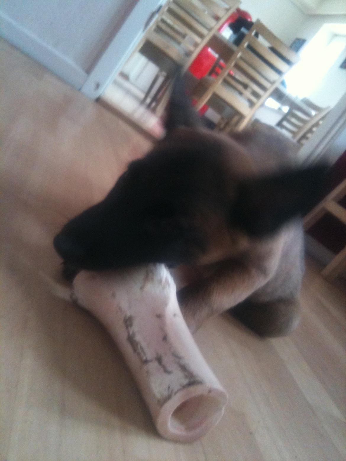 Malinois D-j ( Zerberuzdk.dk ) billede 9