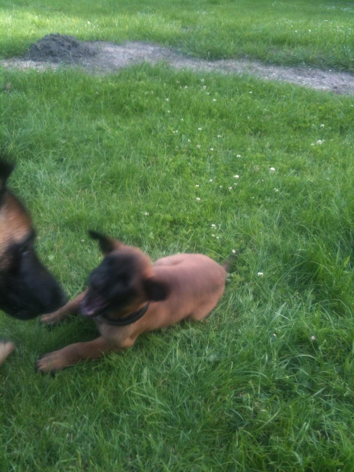 Malinois D-j ( Zerberuzdk.dk ) billede 10