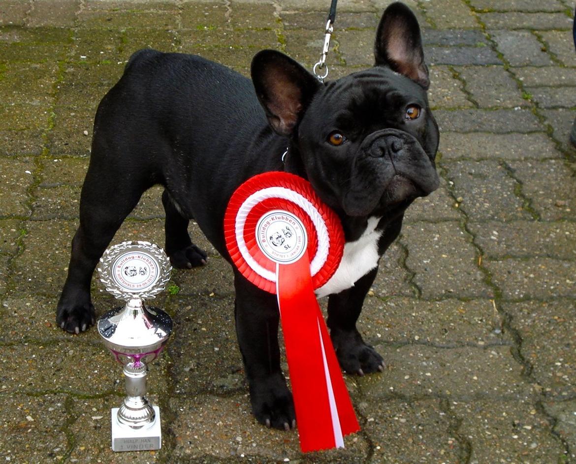 Fransk bulldog Rehab´s Whisky aka Vincent aka Hr. Vimse - Bedste han hvalp, juni 2012 billede 6