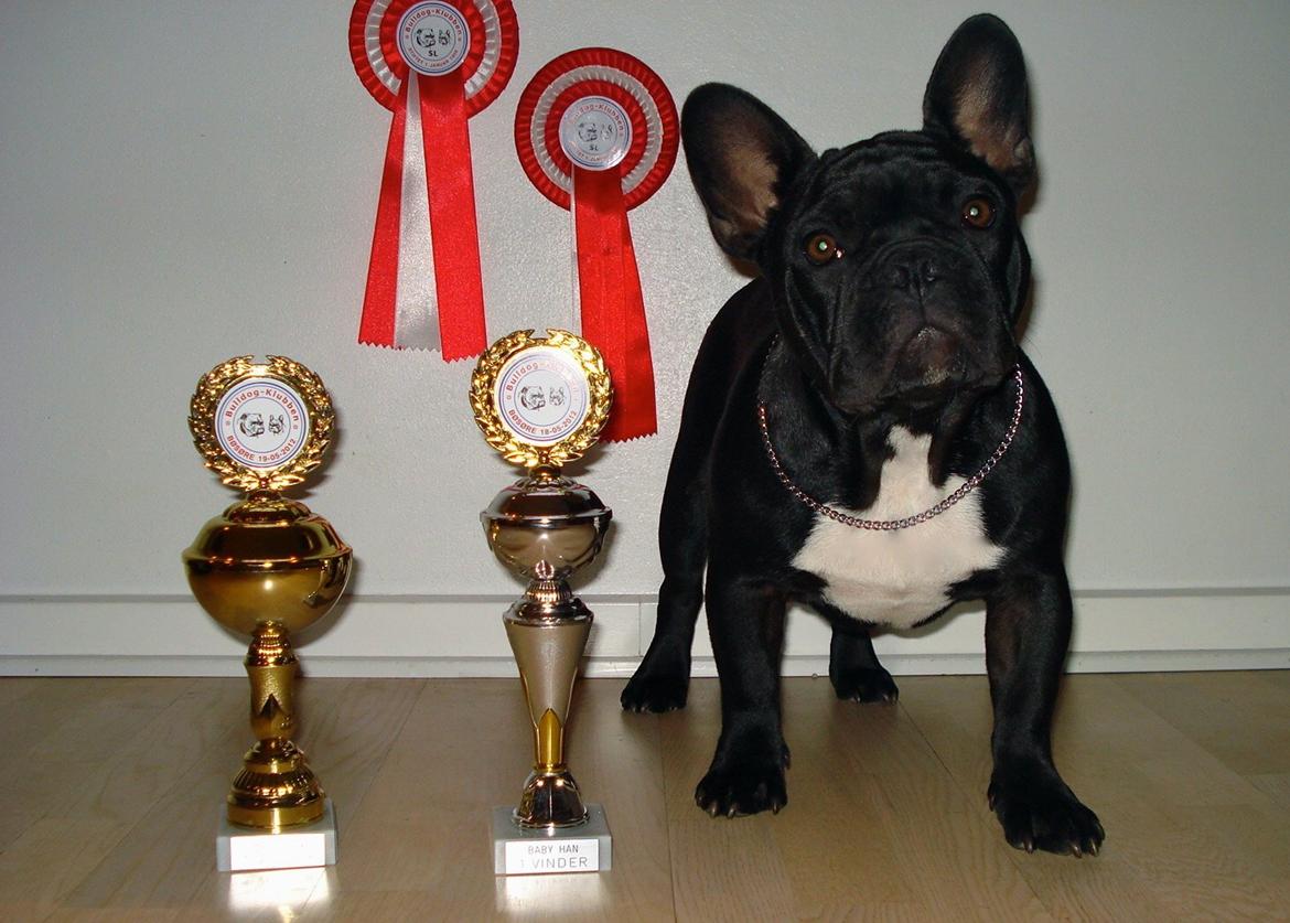 Fransk bulldog Rehab´s Whisky aka Vincent aka Hr. Vimse - Bedste han baby 2 dage i Bøsøre, maj 2012
 billede 7