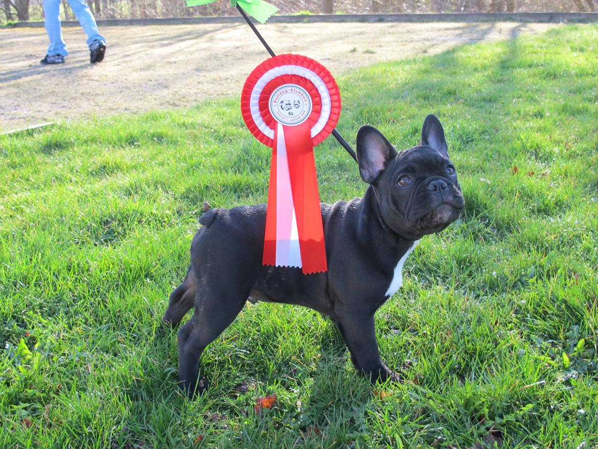 Fransk bulldog Rehab´s Whisky aka Vincent aka Hr. Vimse - Min føste udstilling, marts 2012 billede 8