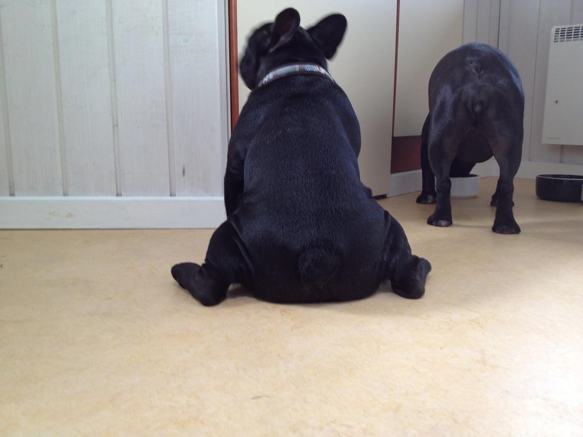 Fransk bulldog Rehab´s Whisky aka Vincent aka Hr. Vimse - Sidder lige her og leger kanin billede 9