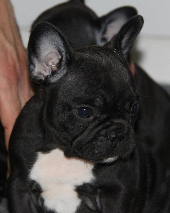 Fransk bulldog Rehab´s Whisky aka Vincent aka Hr. Vimse - lille baby billede 11